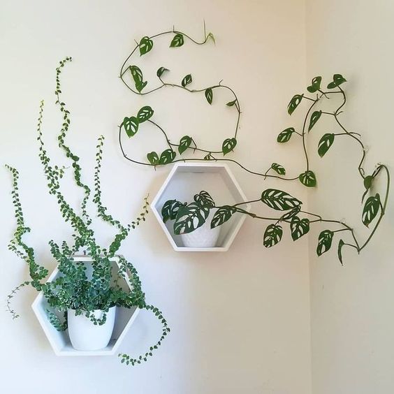 Plantes - petits espaces - inspiration 007